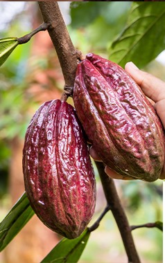 Fresh cacao pods