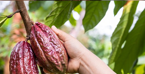 Cacao pods on the branch